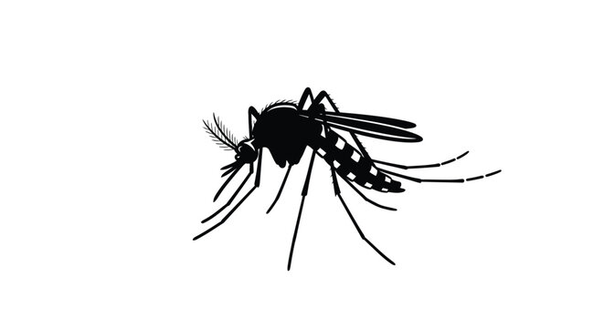 Detailed black silhouette of a single mosquito 