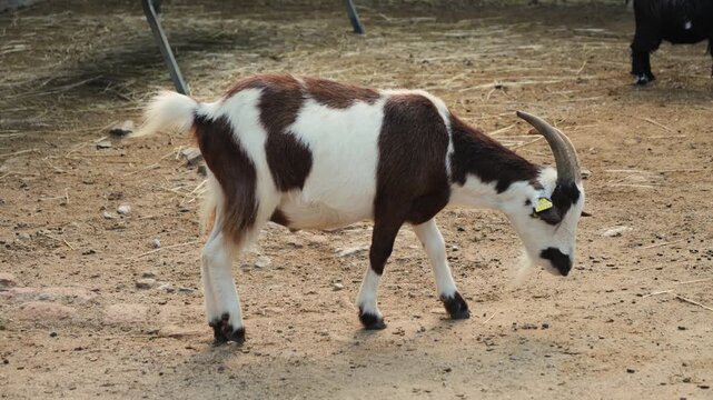 A goat is walking in an enclosure at an eco-farm, chewing something. The animal is enjoying the fresh air outdoors. High quality 4k footage