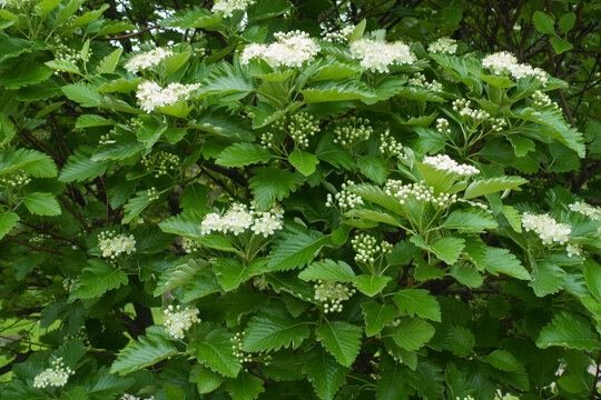 Leafage, buds and flowers of Sorbus aria in mid May