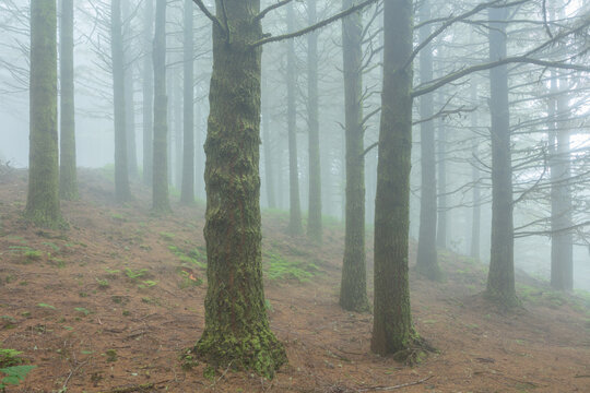 Forest with coniferous tree in the fog, isle of Madeira