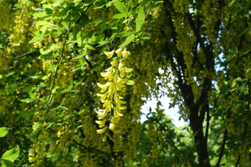 Fototapeta premium Pendulous yellow flowers of common laburnum in May