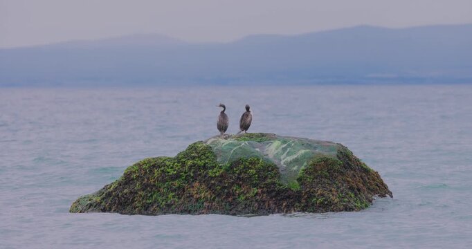 4K video; Two Imperial shags (Leucocarbo atriceps) on a rock in a fjord in southern Chile