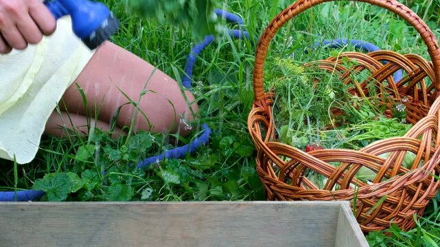 fresh salad parsley under running water in garden. carefully cleaned from soil, highlighting natural organic food, healthy eating, and homemade products without chemicals or artificial additives. 