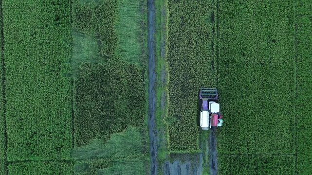 Aerial View of Rice Harvesting with Combine Harvester in Bantul, Yogyakarta, Indonesia