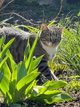 Tabby cat in spring garden, outdoor pet among green leaves, curious domestic animal in sunlight, backyard lifestyle and natural seasonal concept.