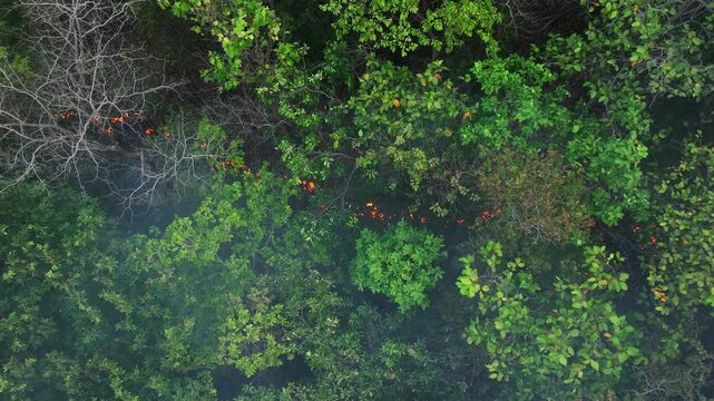 Aerial drone capture of tropical wildfire burning dense green forest, smoke rising across canopy, representing climate change impact, ecological destruction and urgent sustainability challenges ahead.