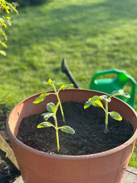 Seedlings in pot, container gardening and grow-your-own lifestyle, young vegetable plants in sunlight, home gardening, spring planting, edible garden and sustainable living concept.