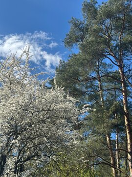 Spring blossom, flowering tree and pine forest under blue sky, seasonal nature background, renewal, fresh air, ecology and calm outdoor wellness concept.
