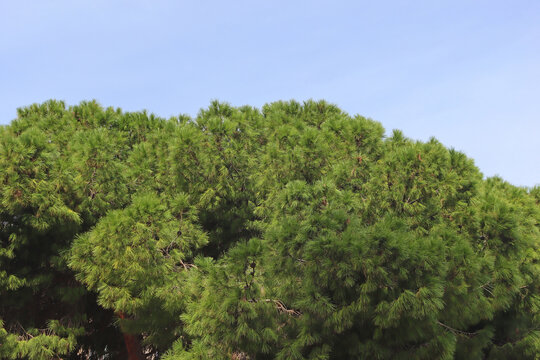 View of the treetops of pine