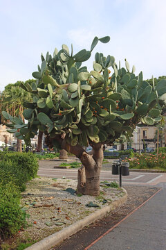 Opuntia ficus-indica, the Indian fig opuntia, fig opuntia, prickly pear on the street in Catania, Sicily, Italy