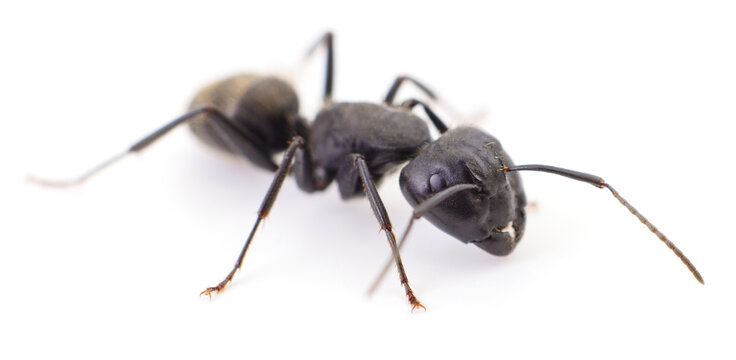 Large Black Ant Isolated on White Background