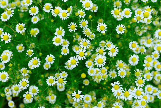 Wild Chamomile Flowers Field Background