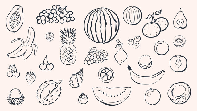 Big collection of fruit in vector doodle style. Hand drawn minimalist fruits and berries like banana, pineapple, watermelon, grapes and papaya with blue ink texture for organic food menu and packaging