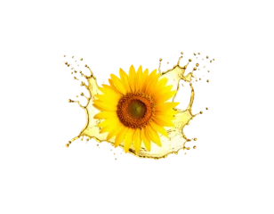 Poster de jardin  Bright yellow sunflower oil on a white background  © EnelEva