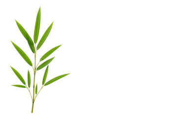 Fototapeta premium Fresh green bamboo leaves branch isolated on transparent background