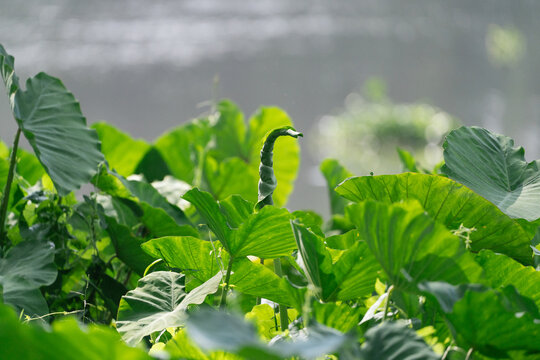 A young taro leaf budding and unfurling among large green foliage.