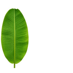 Obraz premium Fresh green banana leaf isolated on transparent background