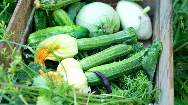 woman washes freshly picked young zucchini bright yellow blossoms in garden before placing wooden crate grass. natural homegrown food, healthy family nutrition, organic farming. 