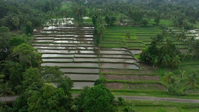 Aerial View Of Terraced Rice Paddies Flooded With Water In East Java, Indonesia.