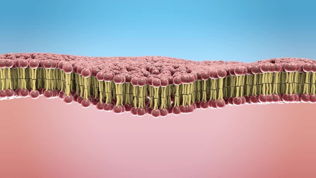 The lipid bilayer is the thin, flexible membrane that surrounds a human cell and helps control what enters and leaves. It is made mostly of phospholipids arranged in two layers - 3d illustration