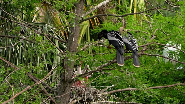 A pair of anhingas fighting with a family of roseate spoonbills
