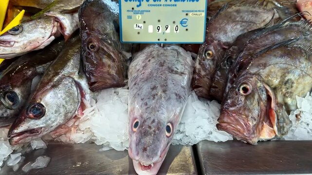 A bustling fish market stall showcases a variety of fresh fish, including conger eel and John Dory on ice. Ideal for culinary blogs or seafood industry promotions.