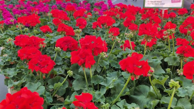 Red and pink geranium plants for sale on a local flower market