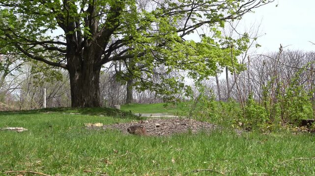 Wide shot of a groundhog emerging from its burrow in a green grassy field, framed by a large deciduous tree with fresh spring foliage under bright daylight.