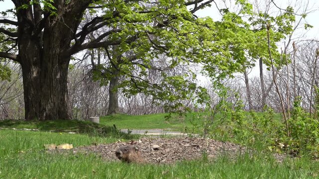 Wide shot of a groundhog emerging from its burrow under a large deciduous tree with fresh spring foliage in a grassy field. High-angle, natural lighting, stock wildlife photography.