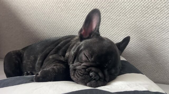 A cute black French bulldog puppy takes a nap on a striped cushion. This authentic moment captures pet wellness and a cozy home atmosphere.