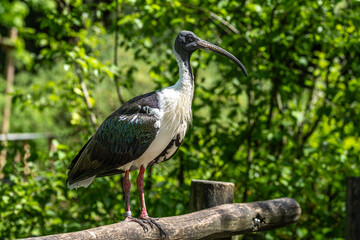 Fototapeta premium The Straw-necked Ibis, Threskiornis spinicollis is a bird of the ibis family