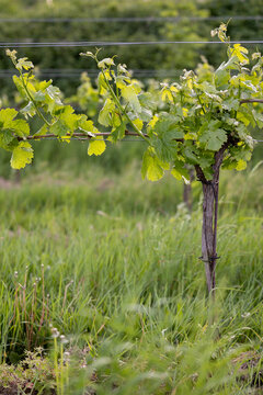 Vine Leaves in Austria
