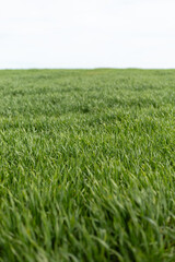 Fototapeta premium A vast field of green grass extends toward the horizon under a clear, bright sky. The scene captures the essence of a sunny daytime in the countryside