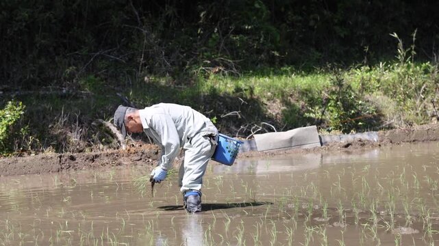 田植えをする男性
