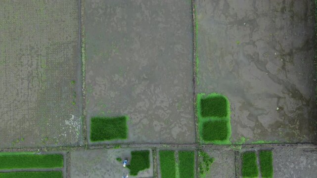 Aerial View of Rice Planting Activity in Bantul, Yogyakarta, Farmer Working in Lush Paddy Fields