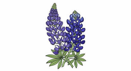 Fototapeta premium Two tall purple and blue lupine flowers with green leaves