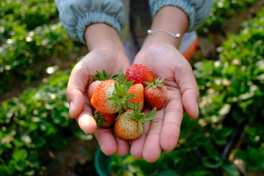Close up of hands holding freshly picked organic red strawberries at a farm in Chiang Mai, Thailand.