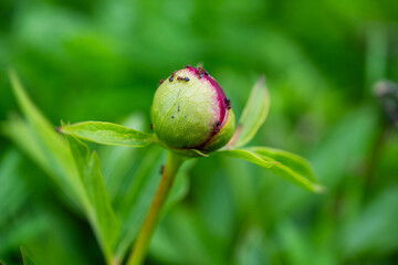 a tightly closed green and magenta peony bud with several small black ants crawling on its surface against a softly blurred green background. © Andrey