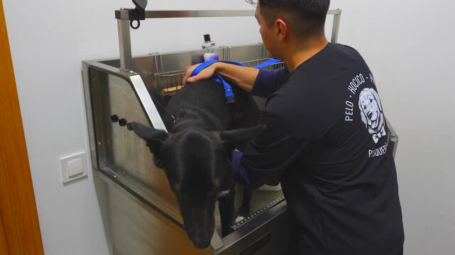 Canine hairdresser giving a black dog a bath in a professional stainless steel tub at the salon