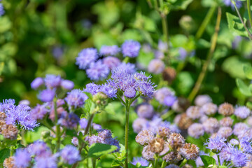 Obraz premium Close up of purple Ageratum flowers blooming in a garden with green leaves. Beautiful natural background for summer or autumn themes.