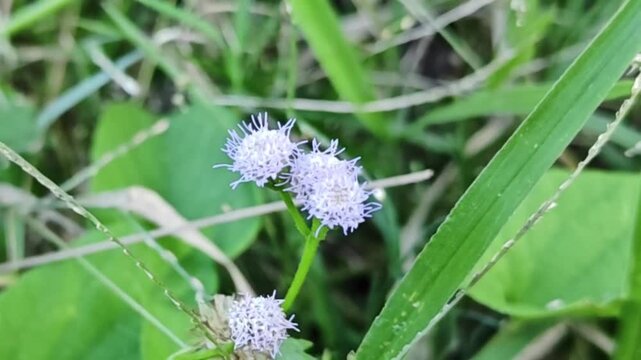A close-up photograph of a Vernonia cinerea plant in bloom in Thailand.