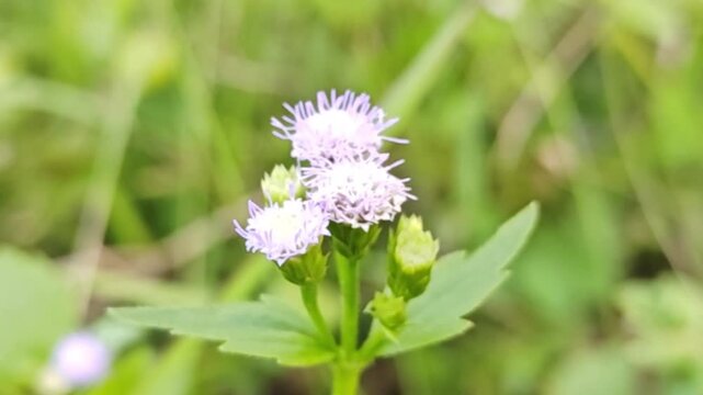 A close-up photograph of a Vernonia cinerea plant in bloom in Thailand.