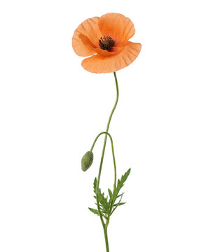Single orange poppy flower with bud isolated. Spring floral element.