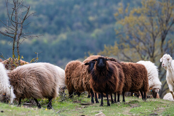 A small flock of rustic dark brown and black sheep with thick, shaggy fleeces stand together in a lush green pasture near trees © Andrey
