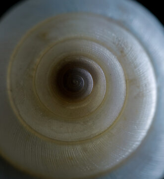 Tropical snail shell bleached by the sunny hot humid environment