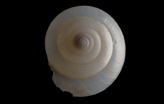 Tropical snail shell bleached by the sunny hot humid environment