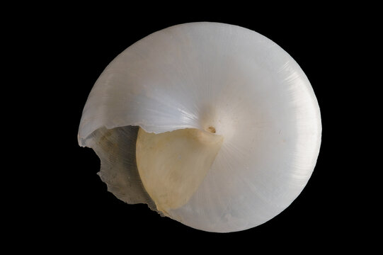 Tropical snail shell bleached by the sunny hot humid environment