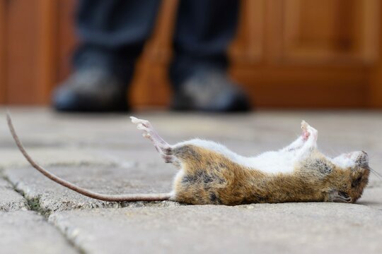 Hantavirus infection. Death mouse on the floor, man exterminator standing on the background