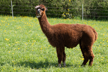 Fototapeta premium alpaka tier natur lama