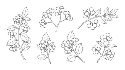 Black and white line of clustered berry branches with leaves leaf © Md